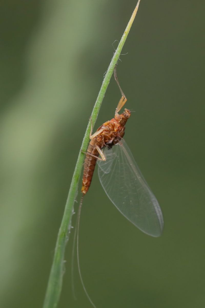 Baetidae - Baetis sp. ? Serratella ignita